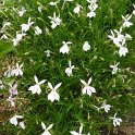 Laurentia axillaris 'Avant-garde blanc'